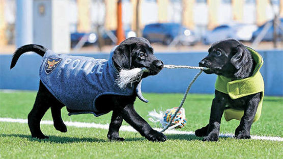 [사진] 마약 탐지 스타견 ‘네오’의 복제 강아지들