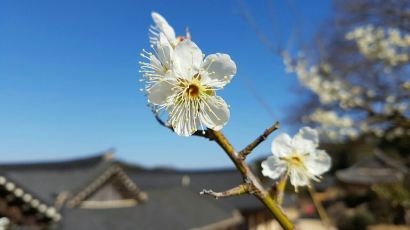 [This Week] 봄꽃 삼대장 동백·매화·수선화 피는 곳