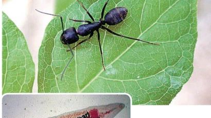 [서광원의 ‘CEO를 위한 생태학 산책’(2) | 기생충 제국] 개미가 스스로 먹잇감이 되는 이유? 상상을 초월하는 흡충·열원충의 생존 전략
