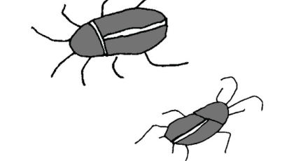  “바퀴벌레 암컷 3마리면 수컷 없이 번식 가능”
