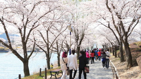 경주 벚꽃, 영덕 대게, 청도 소싸움 … 경북의 봄, 지역 축제로 무르익는다