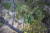 마우나케아에서 자주 볼 수 있는 토종식물 오히아 레후아. 척박한 땅에도 뿌리를 내린다. 