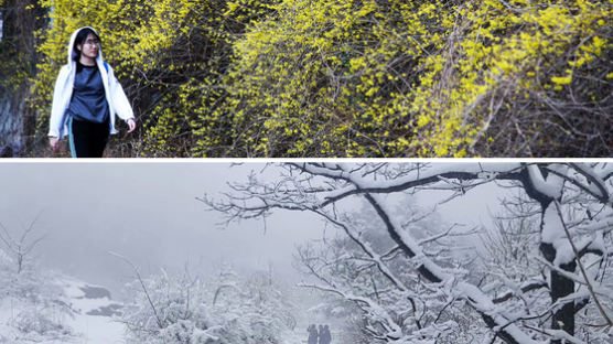 [서소문사진관]남도는 봄꽃 만발,속리산은 눈이 펑펑 