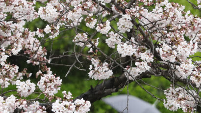 [사진] 봄 알리는 비와 벚꽃