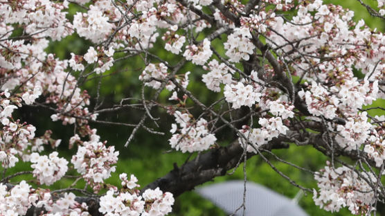 [사진] 봄 알리는 비와 벚꽃