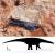 사람 키만한 초식공룡의 발자국. [사진 뉴시스]