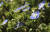 군락을 이루는 큰개불알풀. 자연에 푸른 빛을 가진 꽃은 흔하지 않다. 