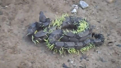 '산미치광이' 잡아먹으려던 보아뱀의 최후