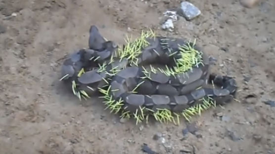 '산미치광이' 잡아먹으려던 보아뱀의 최후