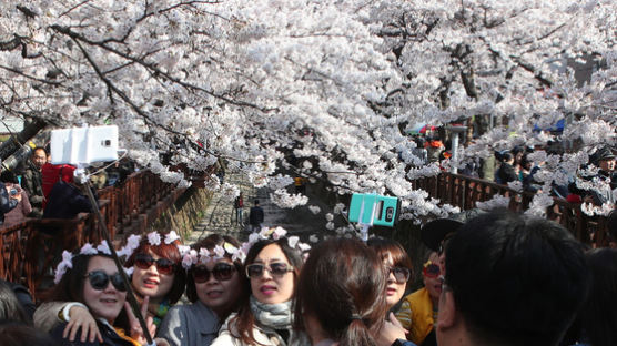 [서소문사진관]4월...남쪽엔 꽃 축제, 북쪽엔 눈 소식