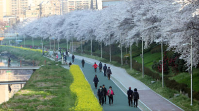 [사진] 꽃대궐 찾아 봄마중