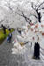 봄비가 내린 5일 오전 한 시민이 서울 여의도 윤중로 벚꽃길을 지나가고 있다. [중앙 포토]