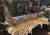 태국 호랑이사원에서 발견된 호랑이 가죽. [AP=뉴시스] 