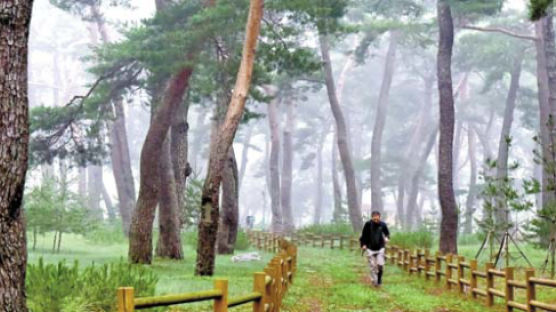 [2017 국가브랜드대상] 해수욕·산림욕·온천욕 … 사계절 즐기는 관광지