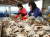 지난 3일 충남 태안군 신진도항 서산수협 위판장에서 직원들이 경매를 마친 꽃게를 크기별로 분류하고 있다. [사진 태안군]