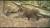 북한산 일대에 설치된 무인카메라에 포착된 멧돼지들. 종로구 구기동 진흙 목욕탕. [사진 국립생물자원관]