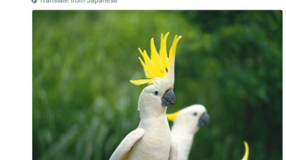 일본서 조류 배설물로 감염되는 앵무새병으로 임산부 첫 사망