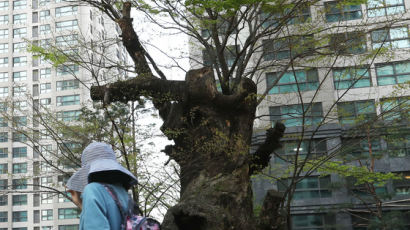 [단독] 1000년 산 느티나무 “서울 아파트단지 강제이주, 나는 많이 아픕니다”