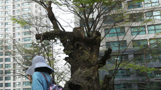 [단독] 1000년 산 느티나무 “서울 아파트단지 강제이주, 나는 많이 아픕니다”