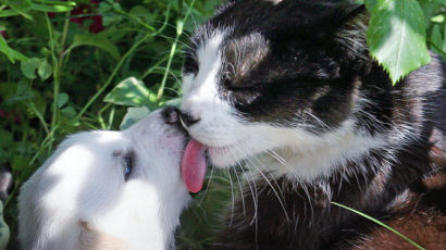 대만, 아시아 최초 개·고양이 식용금지...위반시 최대 934만원 벌금