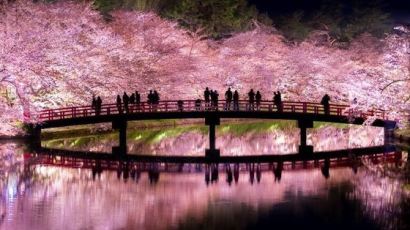 일본 최고 벚꽃축제 히로사키의 '환상적'인 절경