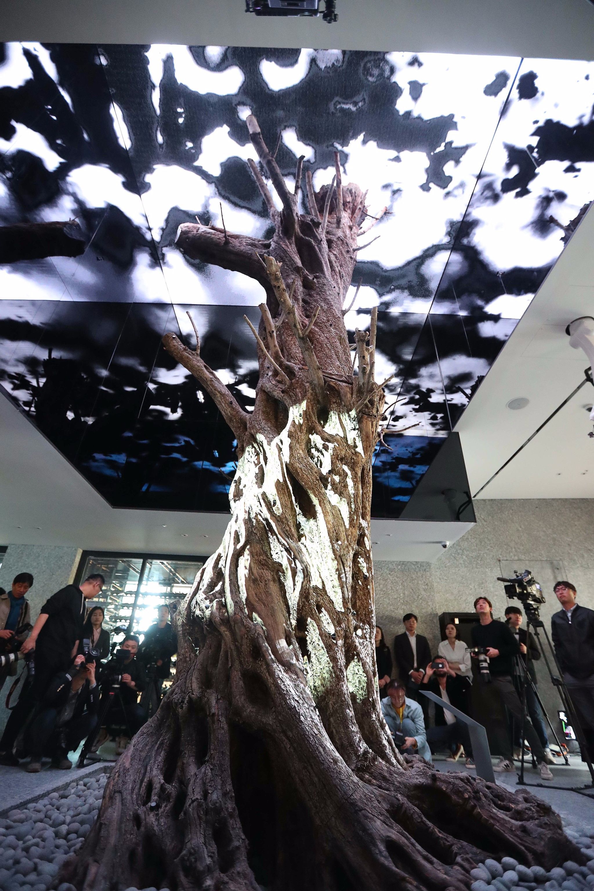 [서소문사진관]호텔 로비에 800살 올리브 나무가?