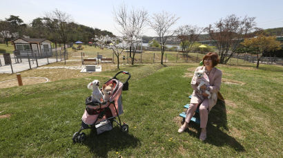 [서소문 사진관] 국내최대 반려동물 놀이터에 가보니