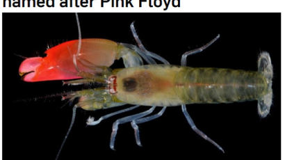  남미서 새로운 새우 발견…영국 록밴드 이름 딴 ‘핑크 플로이드’로 부르기로