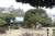 이훈동정원 안에 있는 일본풍 주택과 앞마당. 뒤로는 유달산 대학루(왼쪽 정자)와 노적봉(오른쪽 암봉)이 보인다. 마당의 큰 나무는 후박인데 수령이 250년쯤 된다고 한다. 드라마 ‘모래시계’에서 배우 고현정이 가지에 맨 그네를 타던 나무다.