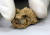나주 정촌고분 금동신발 안에서 뼛조각과 함께 발견된 파리 번데기 껍질. [사진 문화재청]