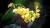 절물자연휴양림에서 볼 수 있는 새우란.