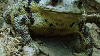 사람잡은 두꺼비.. 황소개구리로 잘못알고 찌개끓여 먹다 50대 남자 사망