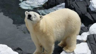 美 동물원서 북극곰이 돌연사한 까닭