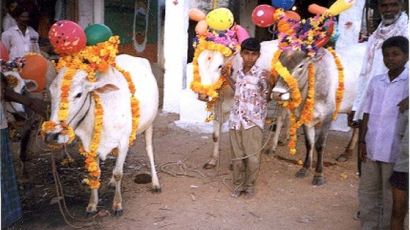 소고기 수출 1위 인도 입지 흔들…"신성한 소 죽인다" 힌두교도 공격 잇따라 