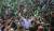 안철수 국민의당 대선 후보가 23일 서울 광화문광장에서 열린 '국민과의 약속, 대한민국 미래선언' 유세에서 양팔을 걷은 노타이 와이셔츠 차림으로 두 손을 번쩍 들고 있다. [사진공동취재단]