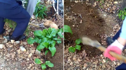 "살아있는 고양이를 땅에…" 페북에 공개된 잔인한 영상