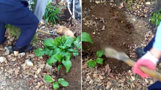"살아있는 고양이를 땅에…" 페북에 공개된 잔인한 영상