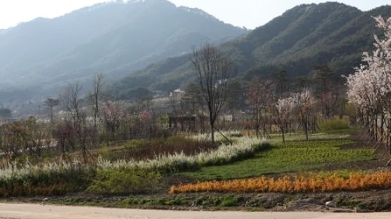 봄꽃놀이 이제 시작?..경북 봉화 국립백두대간수목원 만개