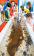 국제해조류박람회장을 찾은 어린이들이 미역과 다시마·톳 등 해조류를 만져보고 있다.