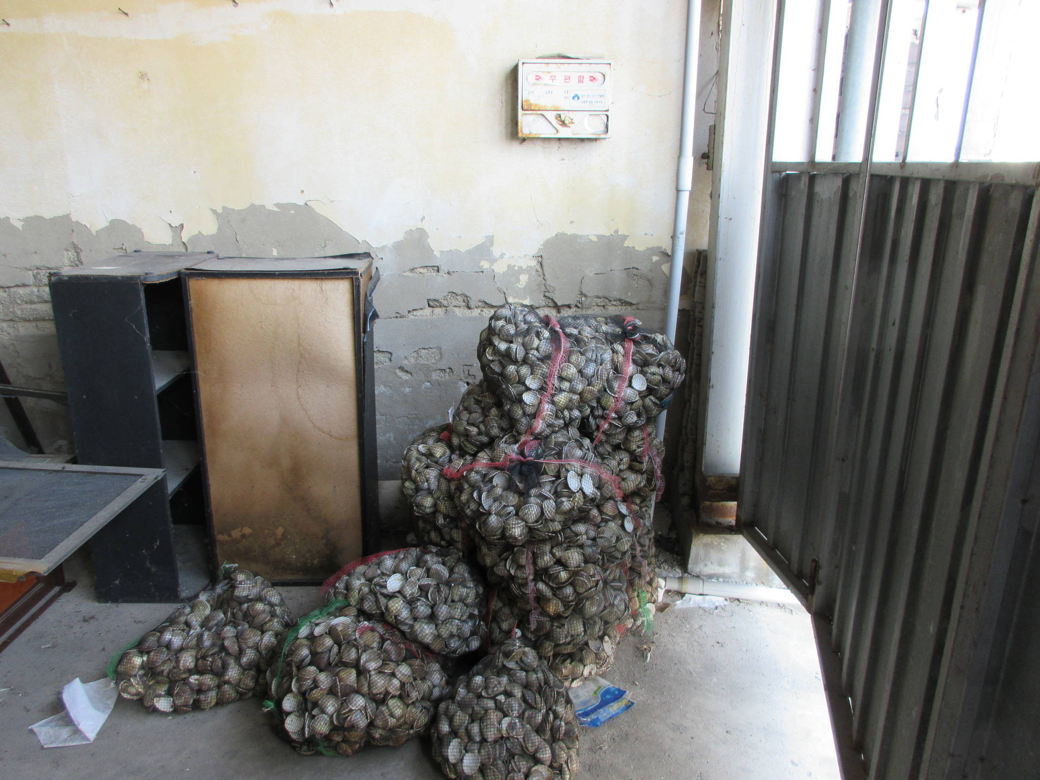 김씨 창고에서 발견된 중국산 백합과 껍데기 더미. [사진 부안해양경비안전서]