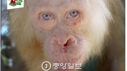 금빛 털에 푸른 눈… 알비노 오랑우탄 발견