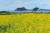 서영화가 박은성의 세 번째 개인전 '봄날의 꽃'에 출품된 작품. 고향 제주도의 유채꽃을 그렸다. 