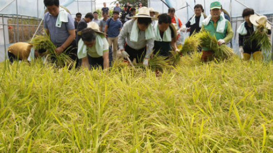 올해 농사 지은 쌀, 15만톤 남아돈다…"쌀값 폭락 대비책 시급"