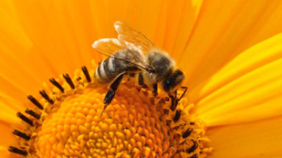 [서광원의 ‘CEO를 위한 생태학 산책’(6) | 꿀벌의 민주적 의사결정] 1억 년을 버틴 집단지능의 힘 