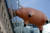 핑크 플로이드 돼지가 10일(현지시간) 영국 런던 브로드캐스팅 하우스 옆을 날다 벽에 부딪히고 있다. 이 돼지는 영국 런던 V&A 박물관이 새로운 전시회를 홍보하기 위해 제작했다. [로이터=뉴스1]