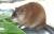 북아메리카 원산인 외래 동물 사향쥐. [중앙포토]