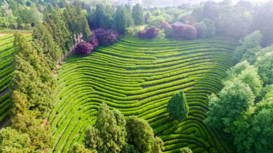 [굿모닝 내셔널]CNN도 놀란 300만평 초록의 향연…보성 녹차밭의 향기
