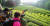 5월의 녹음과 녹차나무가 어우러진 보성 녹차 밭에서 관광객들이 사진 촬영을 하고 있다. 프리랜서 장정필