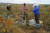몽골 바양노르에 위치한 푸른아시아 조림지에서 주민들이 차차르칸 나무에 열린 주황색 열매를 수확하고 있다. 2007년 조림을 시작하기 전 이곳은 풀 한 포기 없는 황량한 곳이었다. [중앙포토]