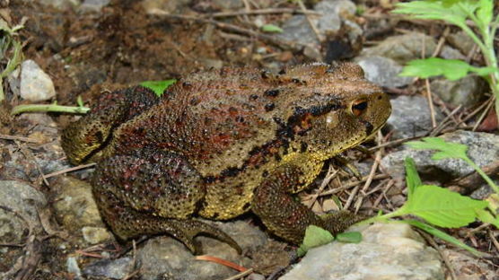 두꺼비는 온 몸에 오돌토돌한 돌기 … 황소개구리는 매끈